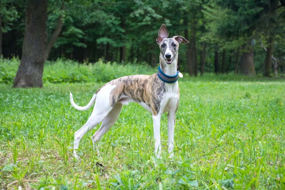 Galgos: sensibilidad, historia y cuidados conscientes