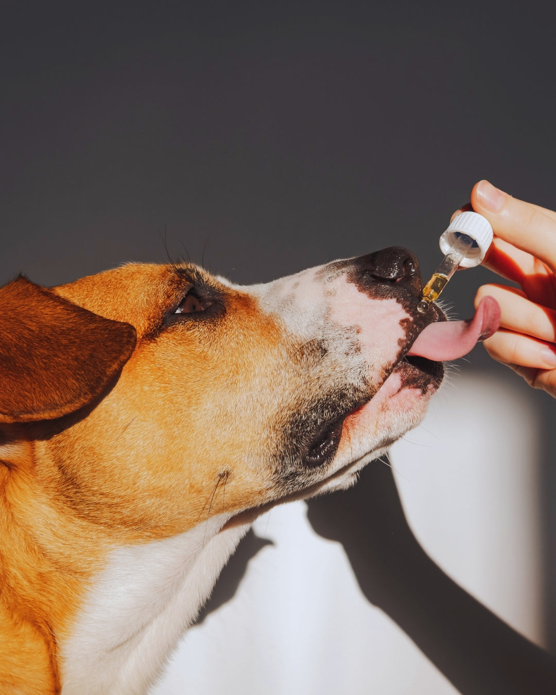 AJUSTE FLORAL EMOCIONAL