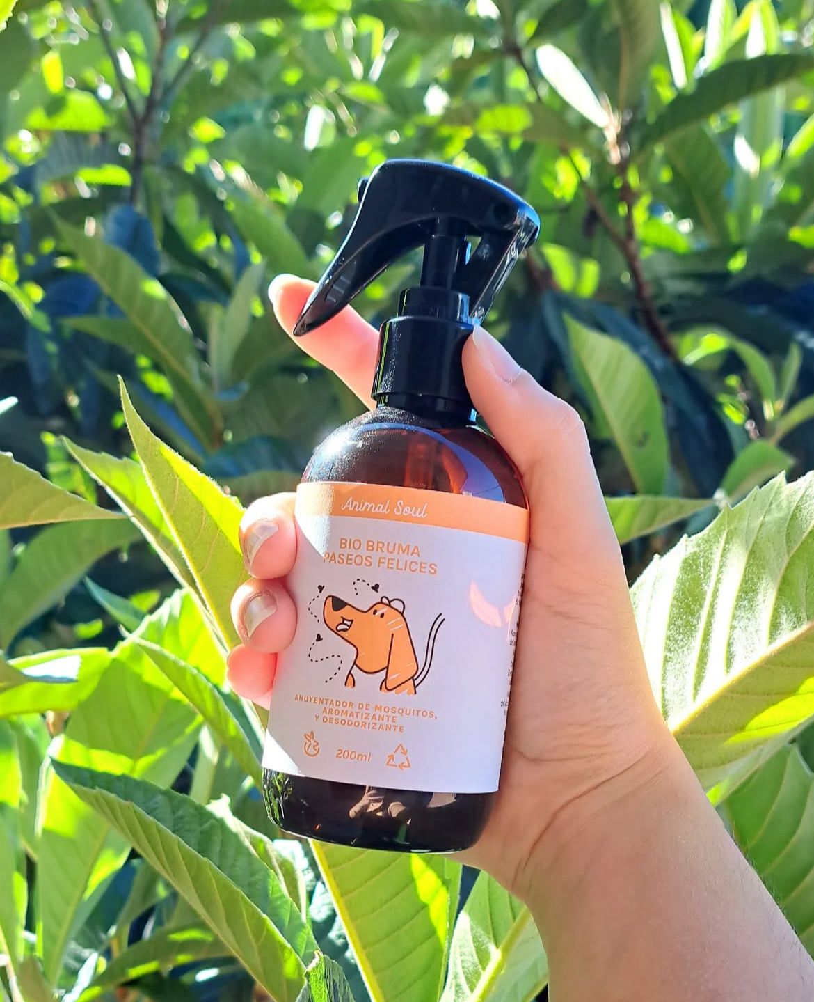 BRUMA PASEOS FELICES